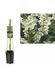 Fallopia aubertii C1,5 Lit. 30-40 cm