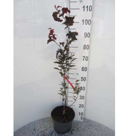 Fagus sylvatica Rohan Obelisk C5 Lit. 60-80 cm