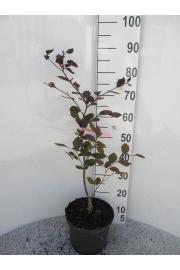 Fagus sylvatica Riversii C5 Lit. 60-80 cm