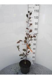 Fagus sylvatica Purpurea Tricolor C5 Lit. 60-80 cm