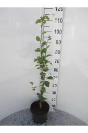 Fagus sylvatica Dawyck Gold C5 Lit. 60-80 cm