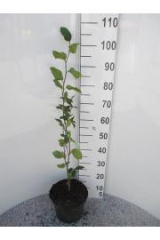 Fagus sylvatica Dawyck C5 Lit. 60-80 cm