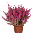Erica gracilis Ø 12 mix