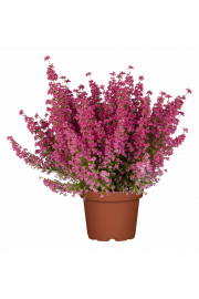 Erica gracilis Ø 12 mix