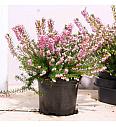 Erica  darlyensis Ø 10,5 roza