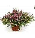 Erica darlyensis Ø 10,5 rdeča