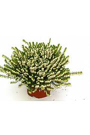 Erica  darlyensis Ø 10,5 bela