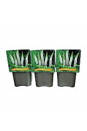 Eremurus Tropical Dream C5 Lit.