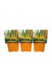 Eremurus Solid Yellow C5 Lit.