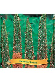 Eremurus Rumba C5 Lit.