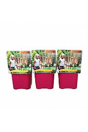 Eremurus Cleopatra C5 Lit.