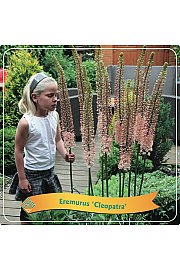 Eremurus Cleopatra C5 Lit.