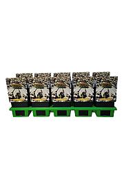 Echinacea purpurea Pow Wow White Ø11