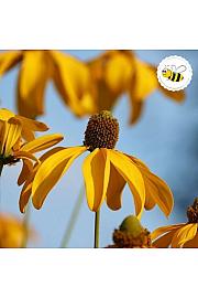 Echinacea paradoxa Ø11