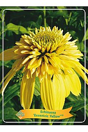 Echinacea Eccentric Yellow ® Ø11