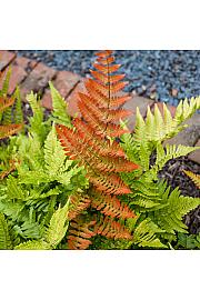 Dryopteris Erythrosora C5 Lit.