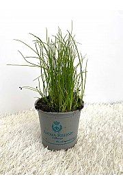 Allium schoenoprasum Ø9