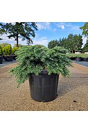 Tsuga can. Jeddeloh C8 Lit. 30-35 cm