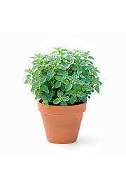 Dišavnice Origano vulgare Ø10,5