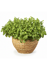 Dišavnice Mentha MORROCCAN Ø10,5