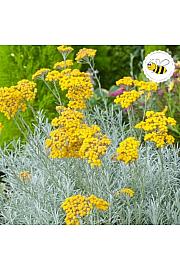 Dišavnice Helichrysum ang. Tall Curry (Laški smilj) Ø10,5