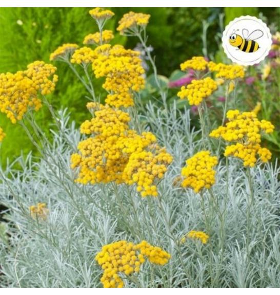 Dišavnice Helichrysum ang. Tall Curry (Laški smilj) Ø10,5