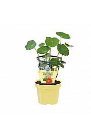 Tropaeolum majus; Kapucinska kreša; Ø12;700065;BLU