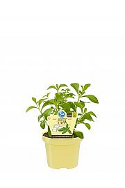 Stevia rebaudiana; Sladka Stevija; Ø12;700260;BLU