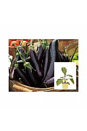 Solanum melongena Hansel; Jajčevec Super Mini; Ø12;700767;BLU