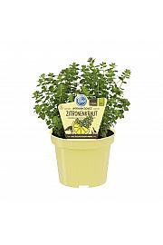 Satureja biflora; Afriško citronsko zelišče; Ø12; 700225;BLU