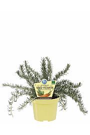 Salvia rosmarinus; Plazeči rožmarin; Ø12;700259;BLU