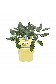 Salvia officinalis; Žajbelj; Ø12;700070;BLU