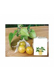 Physalis pruinosa;Ananasova češnja; Ø12;700099;BLU