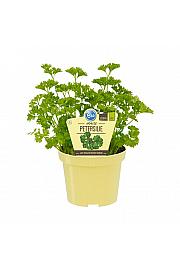 Petroselinum crispum; Kodrolistni peteršilj; Ø12;700090;BLU