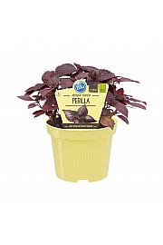 Perilla frutescens; Šiso; Ø12;700184;BLU