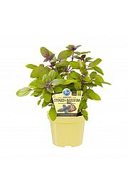 Ocimum kiliman. x basilicum; Rdečelistna bazilika; Ø12;700110;BLU