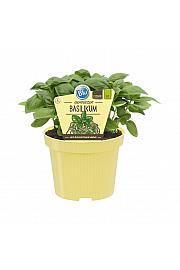 Ocimum basilicum; Bazilika Genovesse; Ø12;708862;BLU