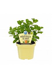 Mentha spicata; Maroška čajna meta; Ø12;700074;BLU