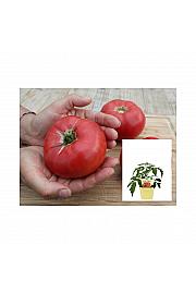 Lycopersicon esculentum L.; Paradižnik Rose Crush; Ø12;701027;BLU