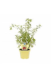 Lycium barbarum; Goji jagode; Ø12;700783;BLU