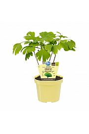 Ginkgo biloba E ; Ginko; Ø12;700027;BLU