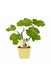 Ficus carica Brown Turkey; Figa; Ø12;700026;BLU