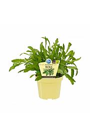 Diplotaxis tenuifolia; Rukola; Ø12;700570;BLU