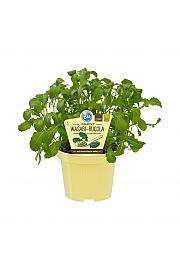 Diplotaxis erucoides; Dvorednik trajna rukola; Ø12;700061;BLU