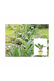 Cynara scolymus Imperial Star; Artičoka; Ø12;700720;BLU