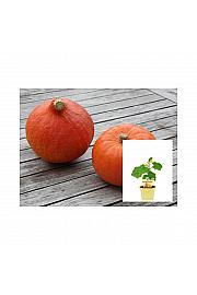 Cucurbita maxima; Hokkaido bučka; Ø12;700650;BLU