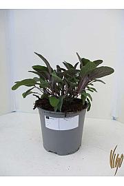 Salvia purpurea Ø14