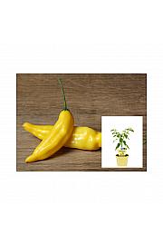 Capsicum baccatum Lemon Drop; Limonski čili; Ø12;700052;BLU