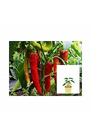 Capsicum annuum Panama; Bullhorn-čili; Ø12;700764;BLU