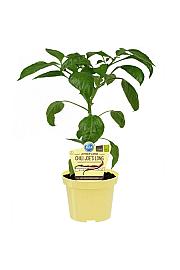 Capsicum annuum Joes Long; Čili Joe`s Long; Ø12;700174;BLU